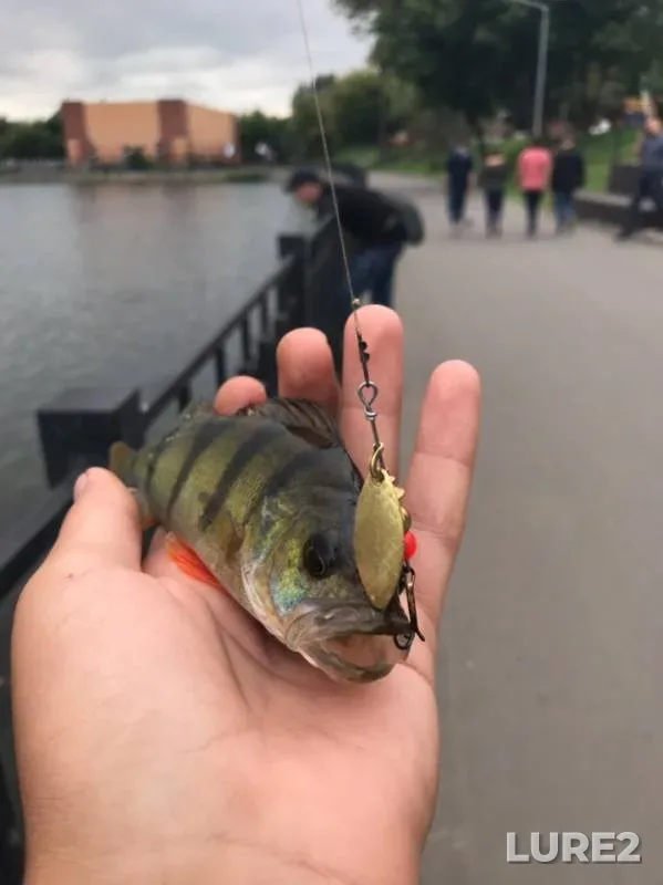 Perch — Yuzhnyy peretochnyy kollektor, Jul 23, 2019