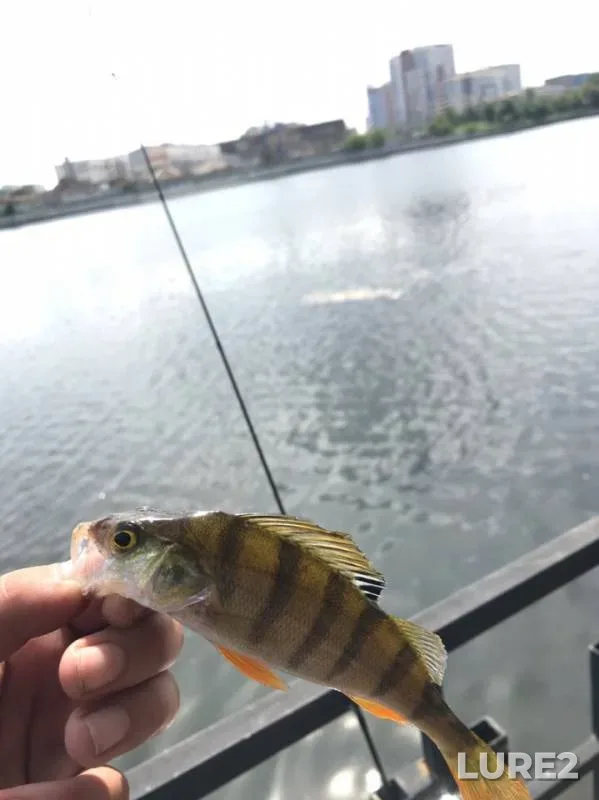 Asp, Perch — Yuzhnyy peretochnyy kollektor, Jul 26, 2019