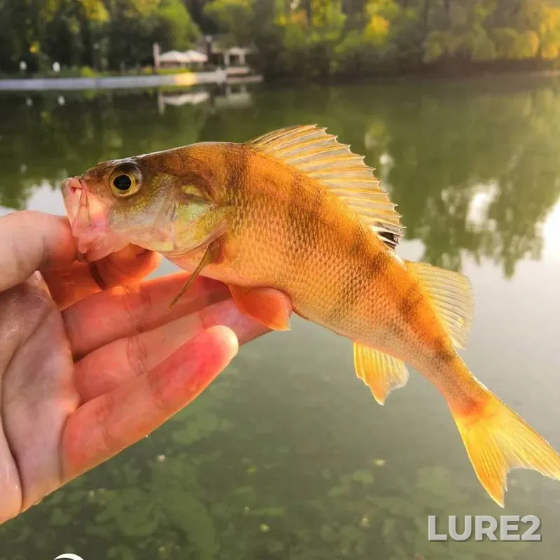 Perch, Zander — Moskva, Jul 27, 2019