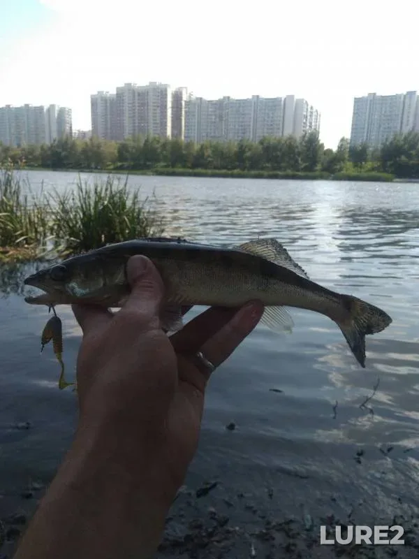 Perch, Zander — Moskva, Jul 27, 2019