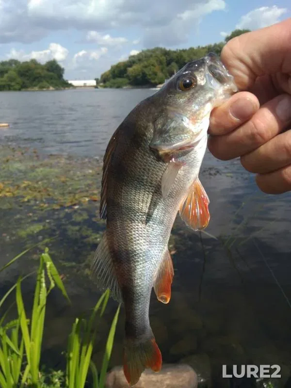 Perch — Moskva, Jul 29, 2019