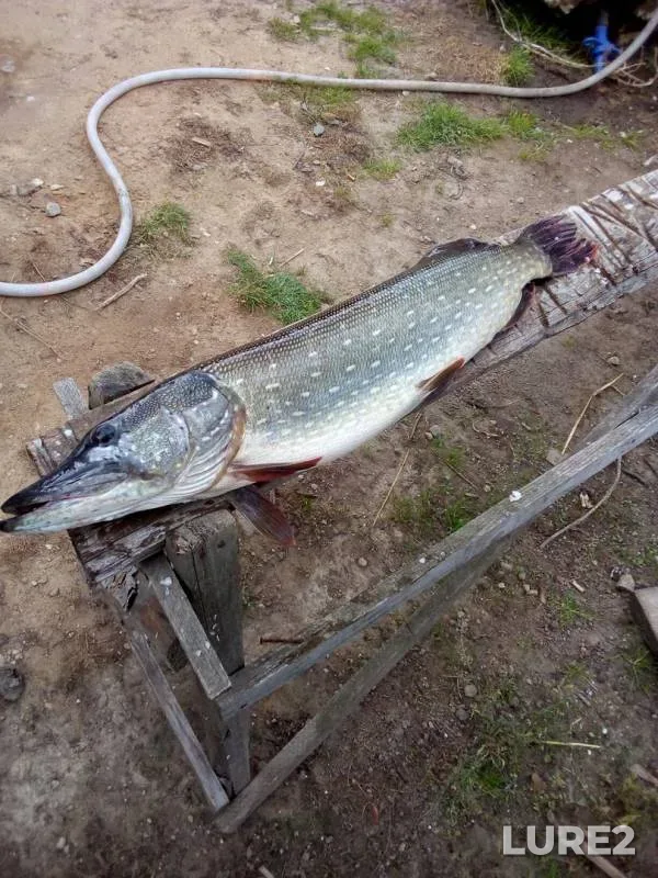 Perch, Pike — Vedma, Sep 17, 2019