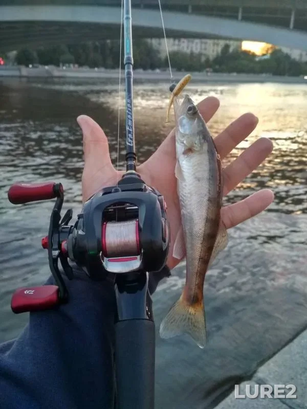 Zander — Moskva, Jul 08, 2019