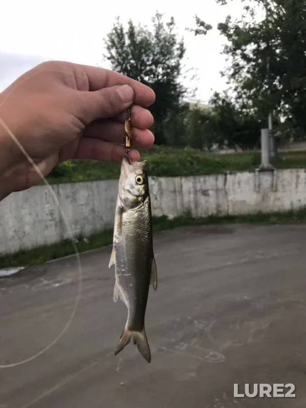 Asp, Perch — Yuzhnyy peretochnyy kollektor, Jul 07, 2019