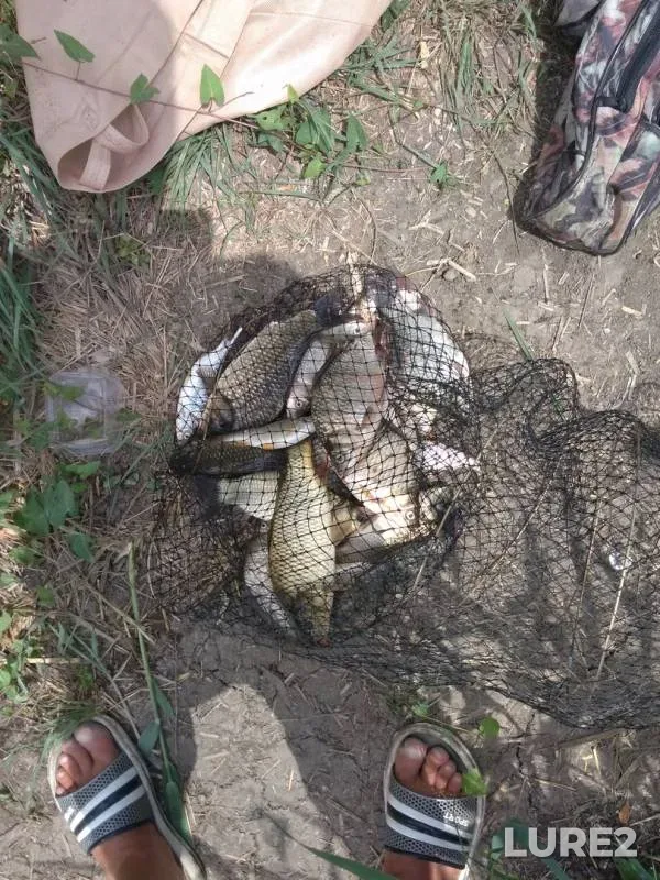 Carp, Crucian carp — Stavropolskiy kray, Aug 04, 2018