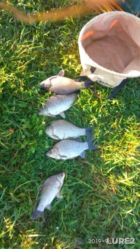 Crucian carp — Gorodnitsa, Sep 14, 2019
