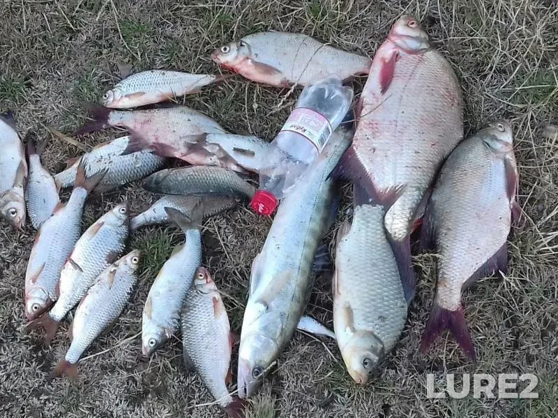 Bream, Crucian carp — Yegorlykskoye, Jul 19, 2018