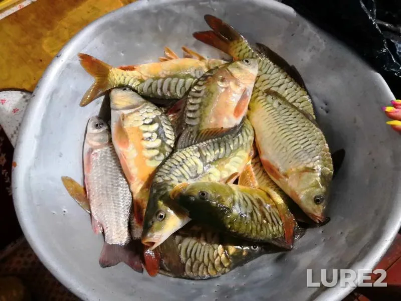 Carp, Crucian carp — Stavropolskiy kray, Jul 14, 2018
