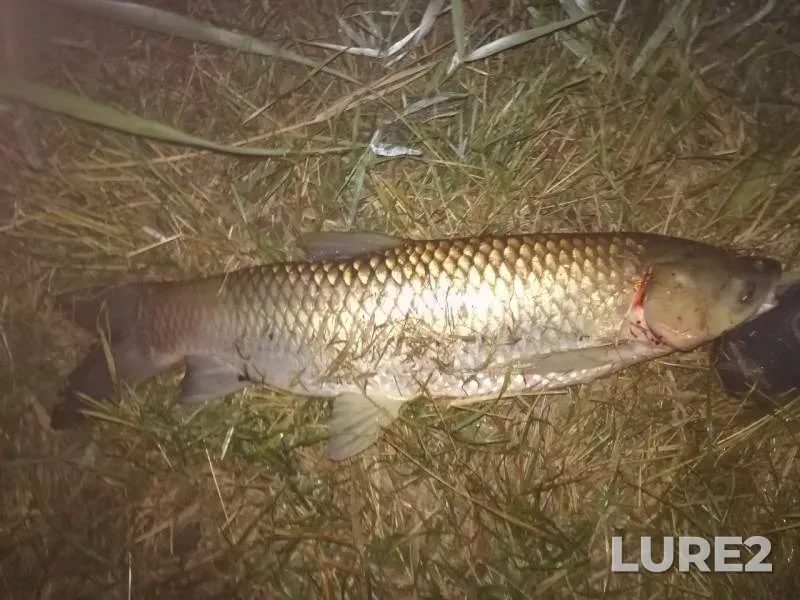 Carp — Stavropolskiy kray, Jul 14, 2018