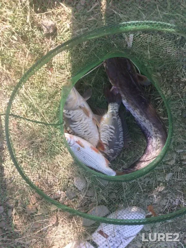 Carp, Wels catfish — Yegorlykskoye, Jul 11, 2018