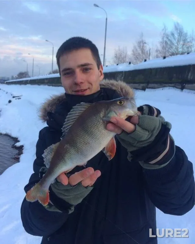 Perch — Kapustinskiy, Jan 18, 2019