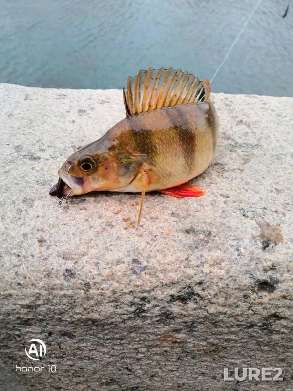 Perch, Zander — Moskva, Mar 17, 2019