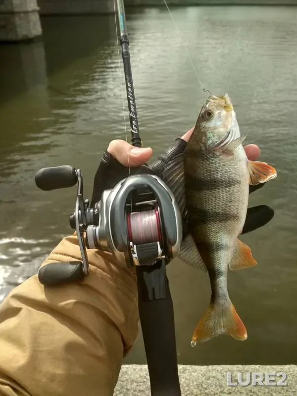 Perch — Moskva, Apr 07, 2019