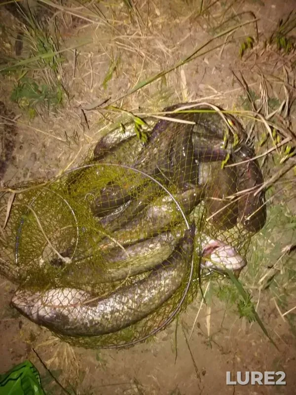 Wels catfish — Pravoyegorlykskiy kanal, Jun 09, 2018