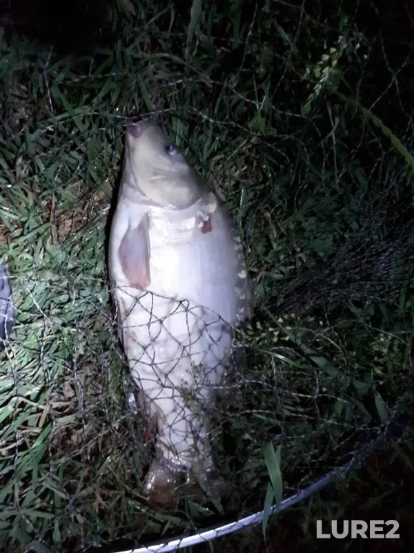 Carp — Malaya Tashla, May 27, 2018