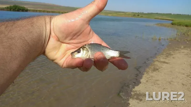 Crucian carp — Yegorlyk, May 04, 2018