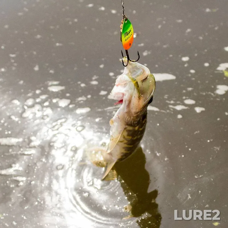 Perch — Pregolya, Jun 12, 2018
