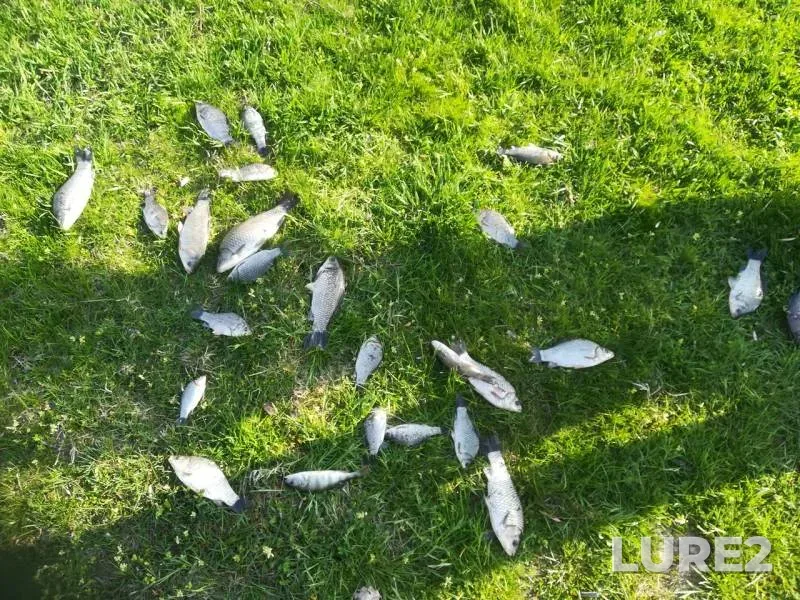 Crucian carp — Pravoyegorlykskiy kanal, Apr 11, 2018