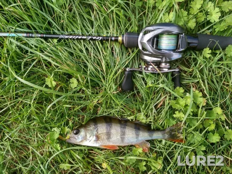 Perch — Pregolya, Jul 28, 2018