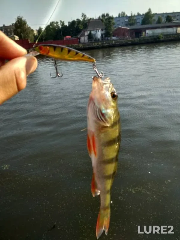 Perch — Pregolya, Aug 01, 2018