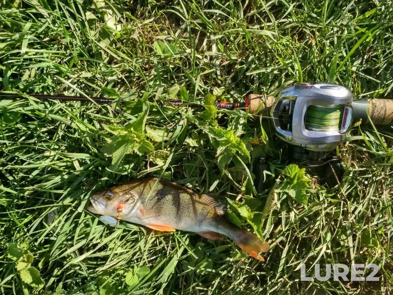 Perch — Churilikha, Aug 09, 2018