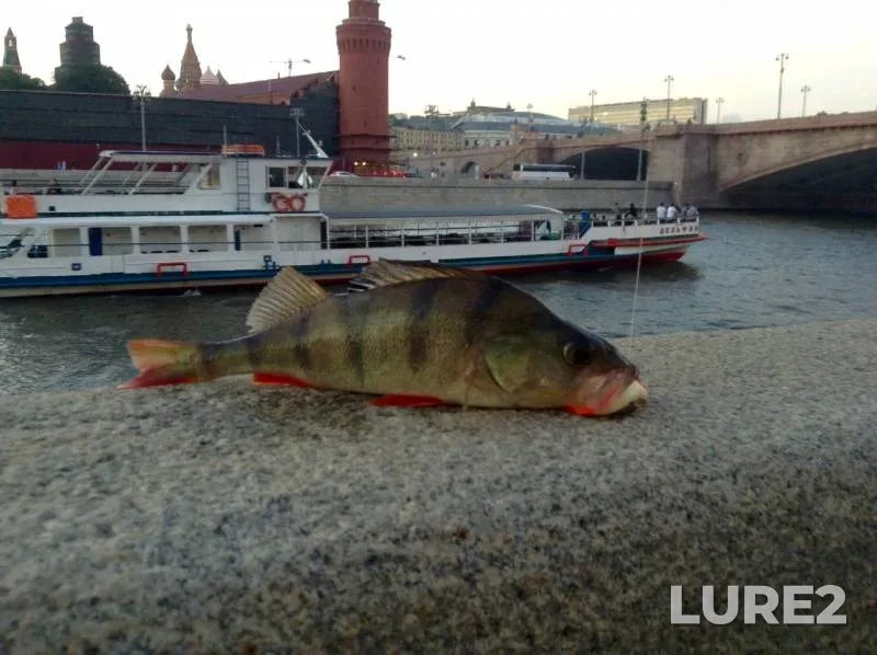 Perch — Moskva, Aug 13, 2018