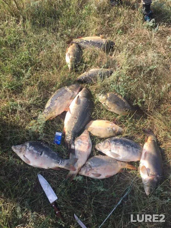 Carp — Tuguluk, Jul 11, 2017