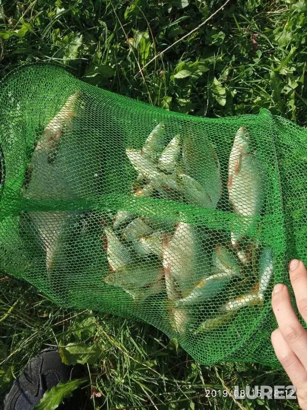 Bream, Roach — Gat, Aug 17, 2019