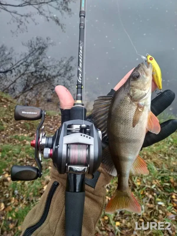 Perch — Churilikha, Nov 02, 2018