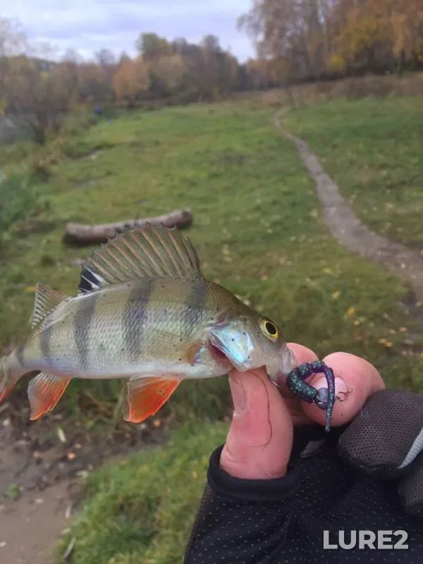 Perch — Bolshoy Sadovyy, Oct 25, 2018