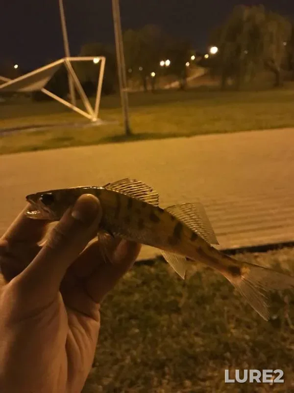 Perch — Moskva, Sep 21, 2018