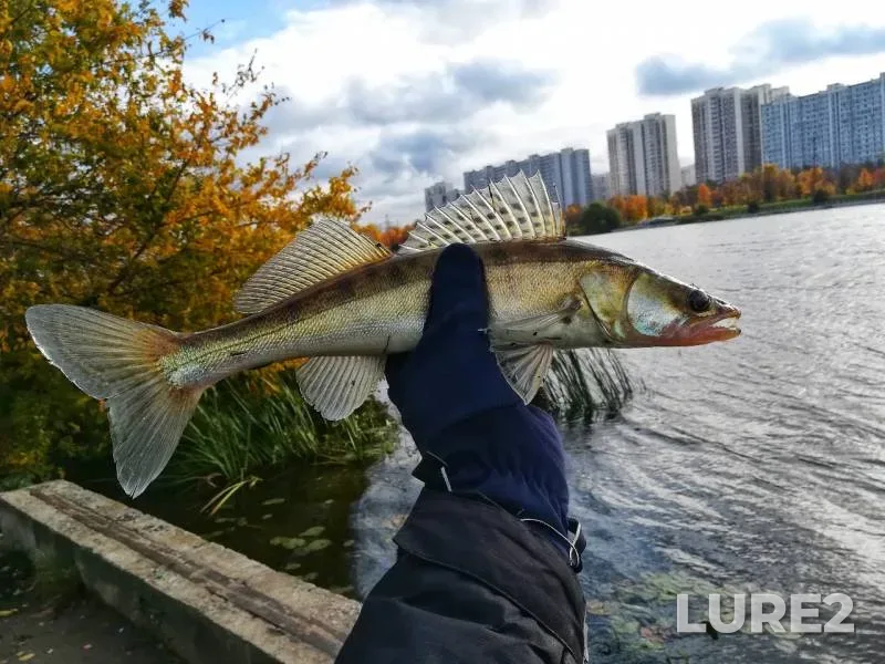 Perch, Zander — Moskva, Oct 08, 2019