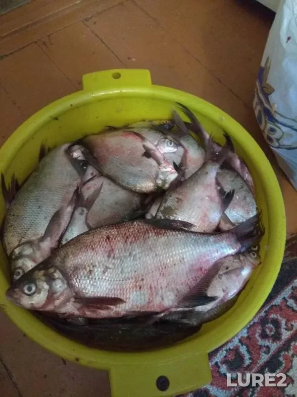 Bream — Soligorskoye, Aug 04, 2019