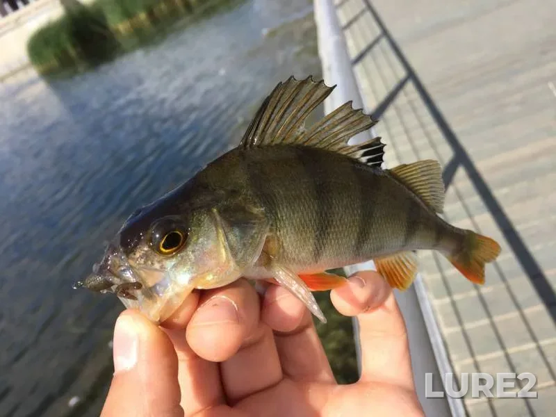 Perch — protoka Bulak, Aug 26, 2019