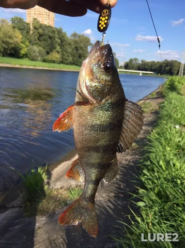 Perch — Skhodnenskiy derivatsionnyy kanal, Aug 25, 2019