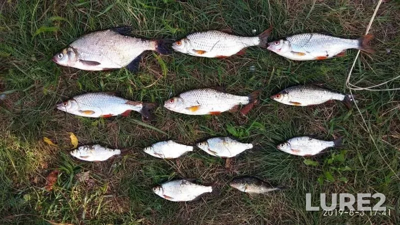 Bream, Roach — Brestskaya oblast, Stolinskiy rayon, Aug 04, 2019
