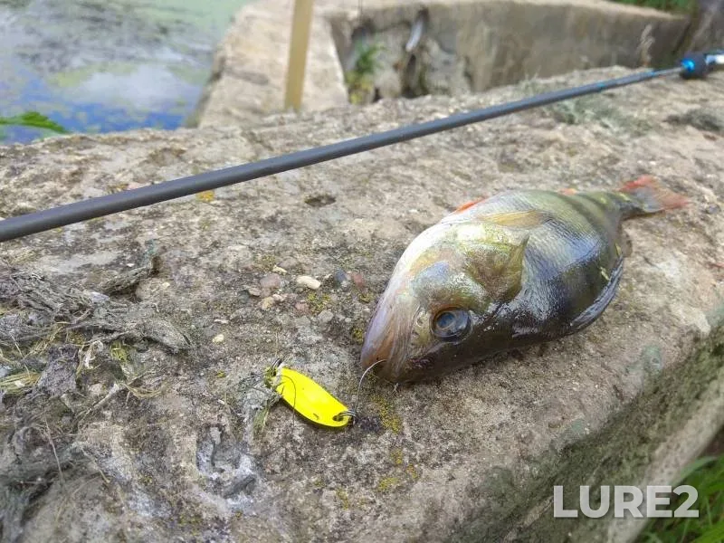 Perch — Neznayka, Aug 14, 2019