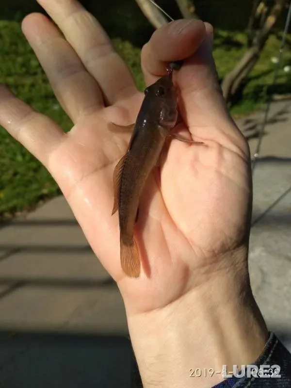 Perch — Vodootvodnyy kanal, Aug 11, 2019