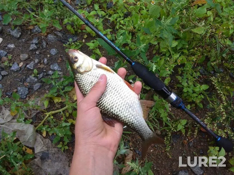Roach — Yuzhnyy peretochnyy kollektor, Aug 10, 2019