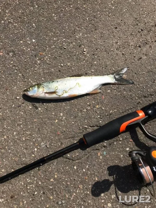 Asp, Crucian carp — Yuzhnyy peretochnyy kollektor, Jul 22, 2019
