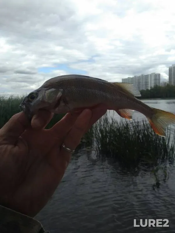 Perch — Moskva, Jul 07, 2019