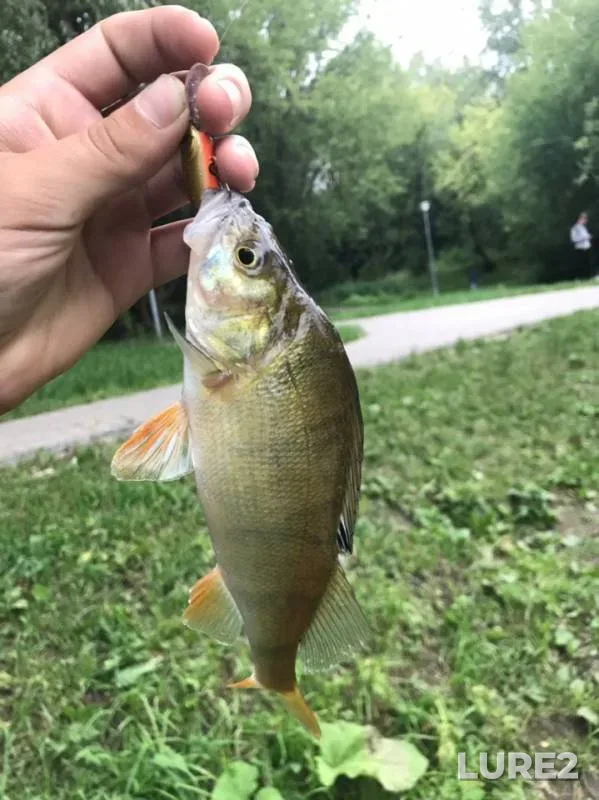 Perch — Borisovskiy, Jul 06, 2019