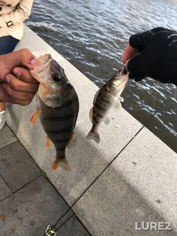 Perch, Zander — Moskva, Jul 06, 2019
