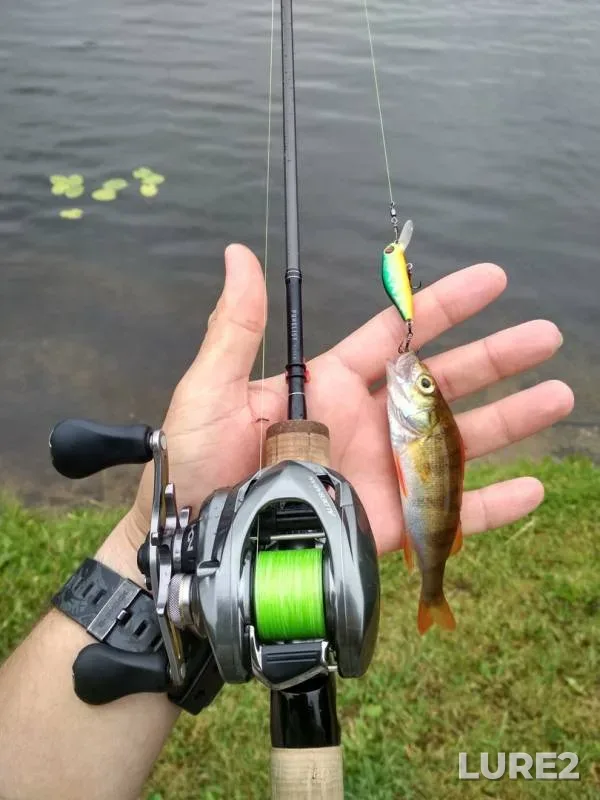 Perch — Churilikha, Jun 27, 2019