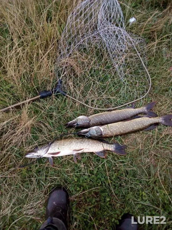 Pike — Vedma, Aug 03, 2019