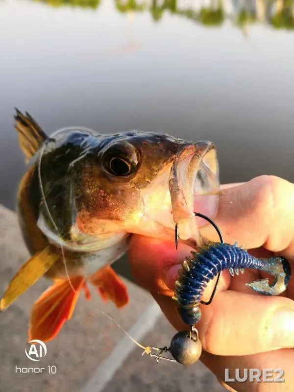 Chub, Perch — Moskva, Jun 11, 2019