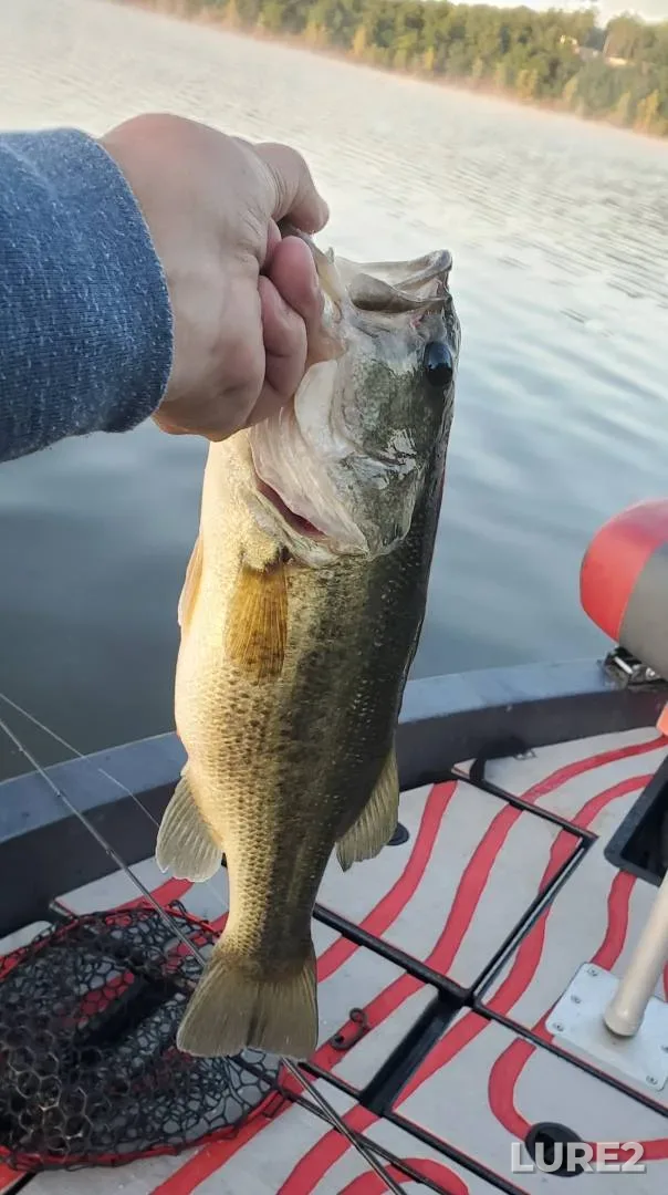 Largemouth bass — Pomme De Terre Lake, May 22, 2020