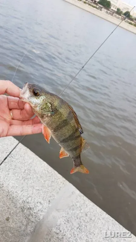 Perch — Moskva, Jun 10, 2019