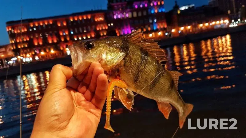 Perch — Moskva, Jul 02, 2018