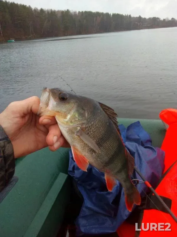 Perch — Svisloch, Nov 05, 2019